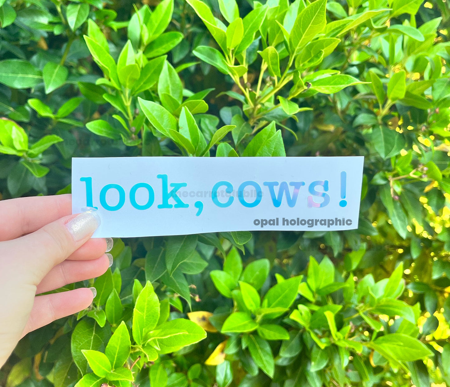 Look, Cows! 5.5 in x 1 in Holographic Car Decal | Vinyl Decal | Car Bumper Sticker | Personalized Car Decal | Cow Vinyl Decal